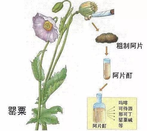 吃复方甘草片竟然会上瘾？