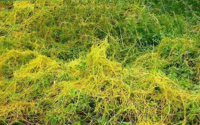 澳门太阳城网址:很多人以为无娘藤只是一种路边杂草 澳门太阳城网址:很多人以为无娘藤只是一种路边杂草