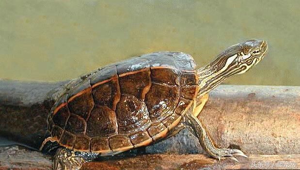 乌龟的视频大全全集 t013de1ea69353808ec.jpg