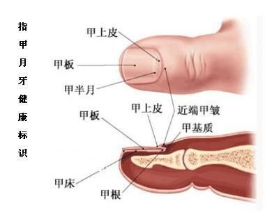 揭露指甲不为人知的秘密！从你的指甲月牙可以看出身体是否健康？