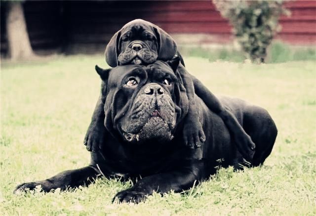 卡斯罗排名_卡斯罗犬图片(3)