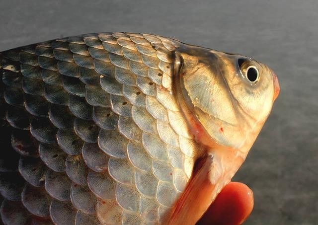 吃剩的馒头千万别扔了!简单加工一下,入水就能