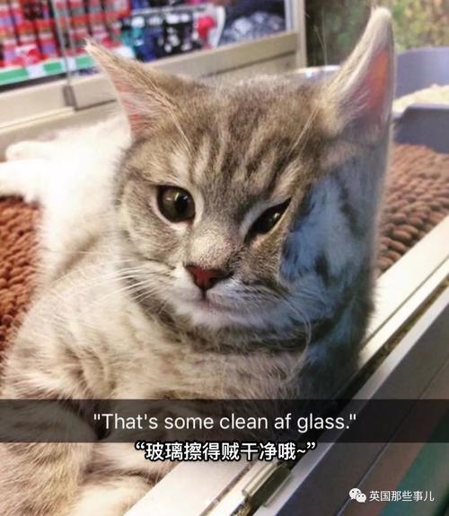 超级可爱的猫咪情头 t013dfc3155db55892c.jpg