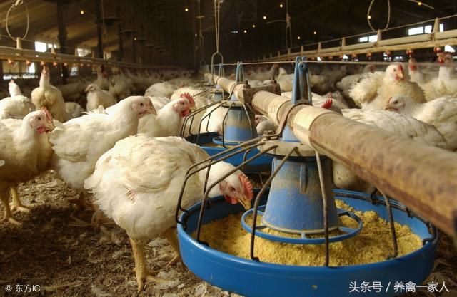 养鸡秘诀:关于养鸡净槽的好处,以下几点养鸡人必须掌握!