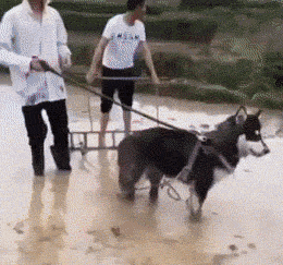搞笑段子:一眼就能看出来!地地道道的二百舞
