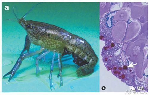 变异小龙虾无限克隆自己攻陷欧洲、非洲，老外开始向中餐求援？