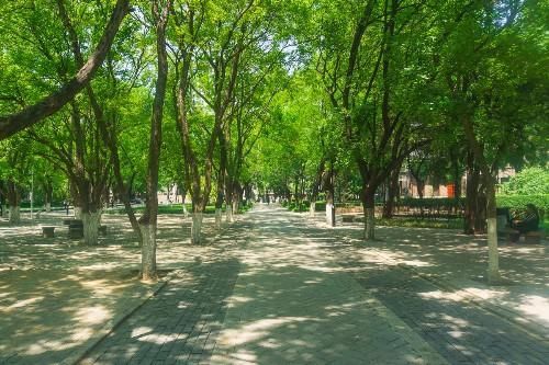 春末夏初的山大齐鲁医学院校园,绿意盎然,宛如