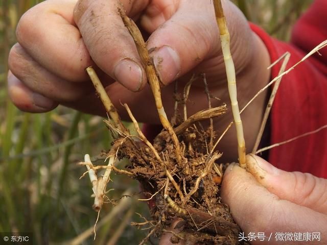 医生忠告：5种人已在肾结石的边缘，再不重视下一步就要手术！