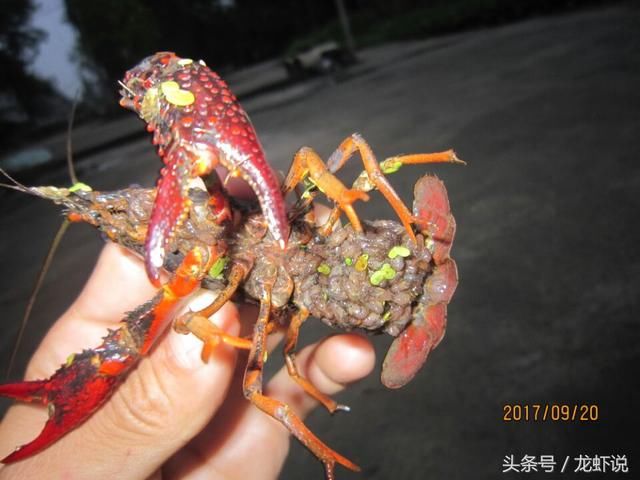 小龙虾养殖2017年的故事还会重演吗