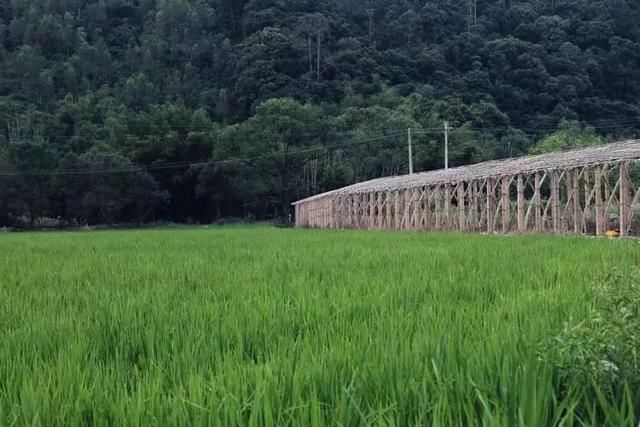 从废弃小学到绝美民宿！千亩稻田环绕、山泉水无边泳池，这间酒店