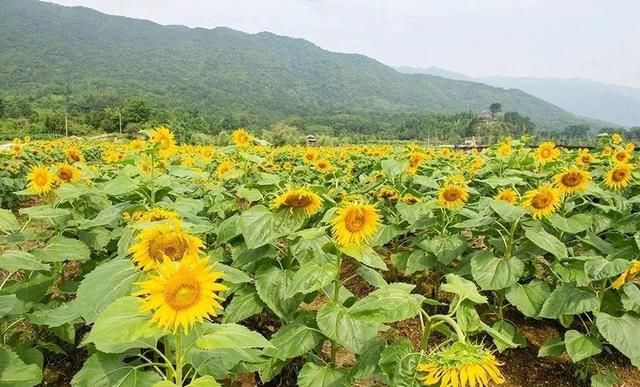 广西桂林兴安崔家乡人口_广西桂林兴安婚纱摄影