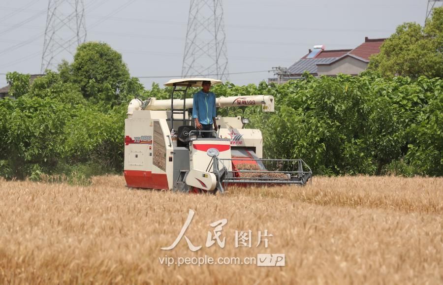 浙江德清:小麦开镰