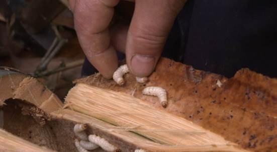 生财有道：花米饭 牛汤锅……寻味壮乡财富多