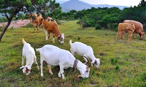 怀孕后除了猫和狗,这两携带 弓形体病 传染源的