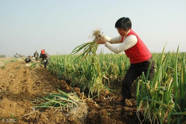 年后春耕要开始了，今年种这些长得好、不愁卖、能赚钱，您觉得呢