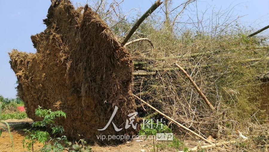 广西忻城遭短时雷雨大风 厂房被吹翻树木连根拔起