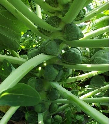 种一棵能收获60个包菜,一公斤就要80元,只有在星级酒店才能吃到 - 红波仙子 - hbz69123的博客 种一棵能收获60个包菜,一公斤就要80元,只有在星级酒店才能吃到 - 红波仙子 - hbz69123的博客