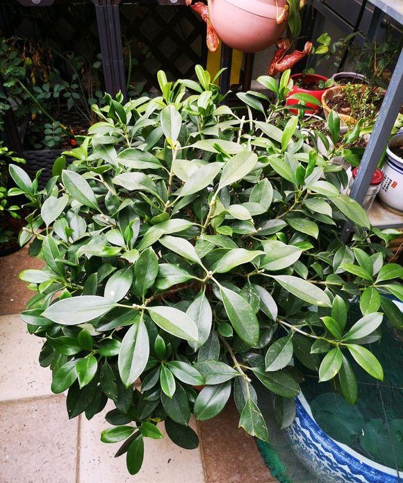 关于新房子的甲醛