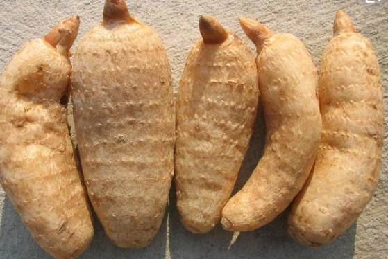 这种宝贵植物是中药,手脚麻木要吃,不明头疼更