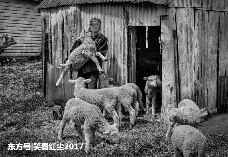 来自澳大利亚的有趣照片 来自澳洲的那些趣事，袋鼠乱穿马路，蛇