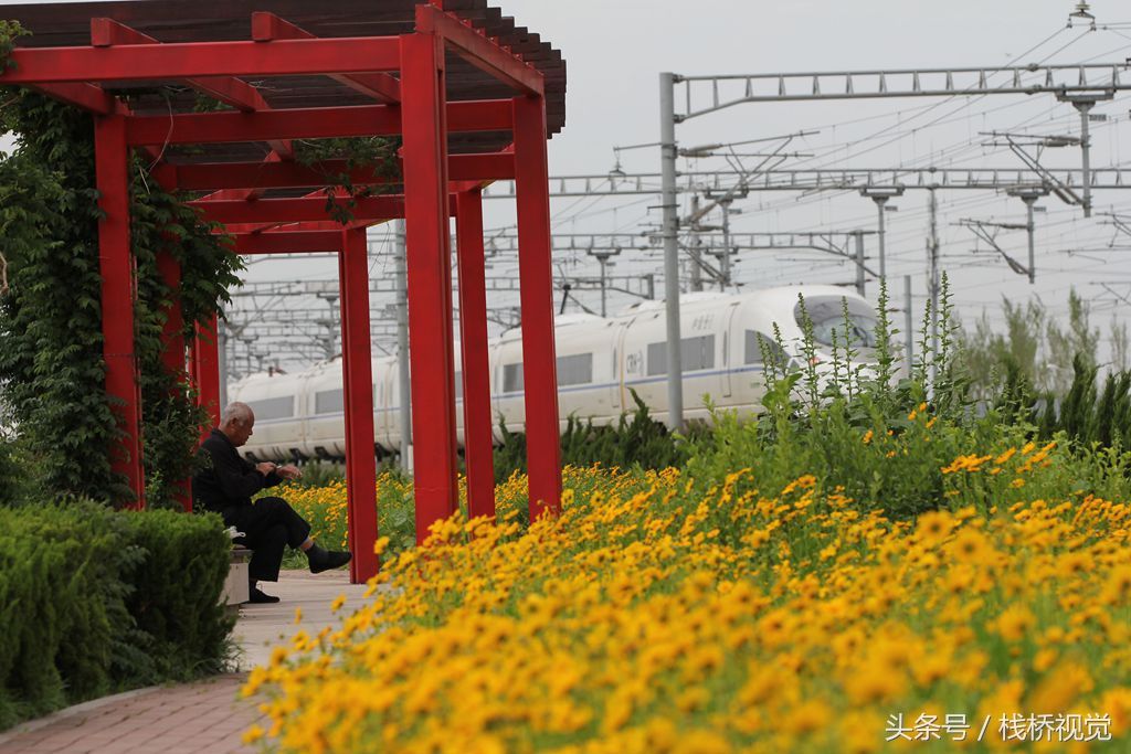 青岛后海现中国最美高铁，穿越花海还能看胶州湾海景，坐火车来看