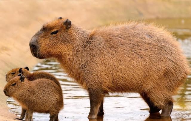 猫突然性情大变,没想到和一只重达一百斤的老