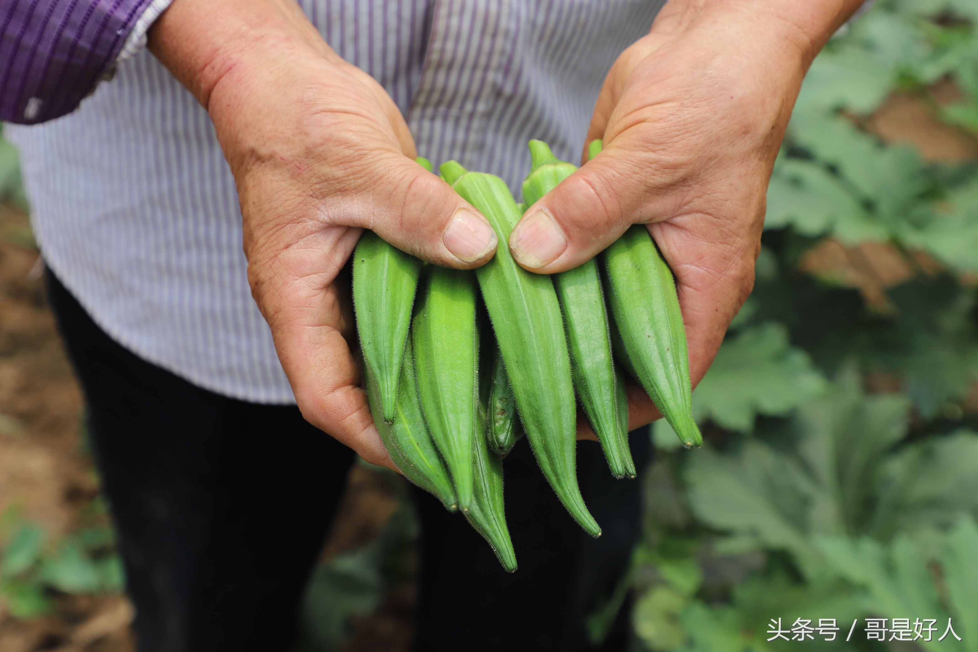 蔬菜界第一大网红秋葵喜获丰收 陕西大荔农民