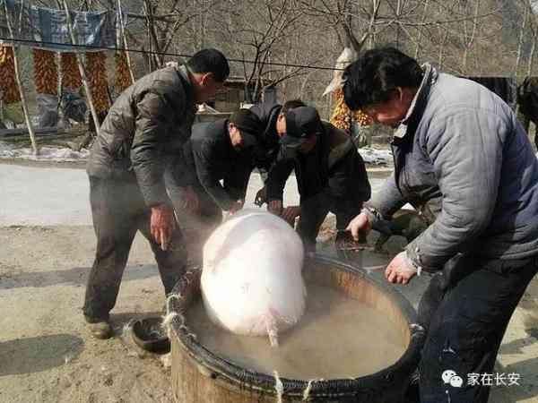 杀年猪，多年不见长安腊月农村年味儿生活场景！