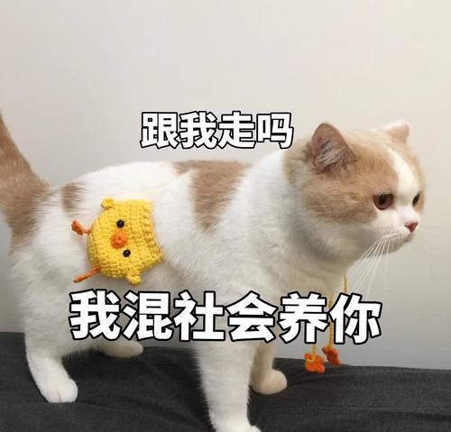 傲娇不好表情:生气了,哄猫咪的那种欧克表情包图片