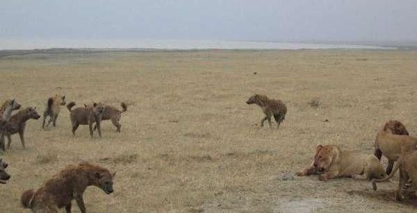 20多只鬣狗围攻三头公狮争抢食物,结局让人意