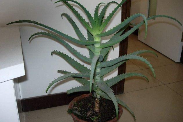 龟背竹怎么养才能根粗 t01403797bae4d598f3.jpg