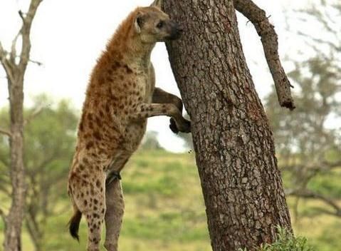 鬣狗几次跳跃想要抢夺猎豹放在树上的食物,旁