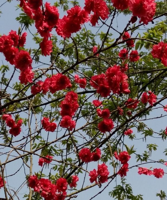 春节假期还剩最后两天!还没耍够?这些地方完全可以说走就走