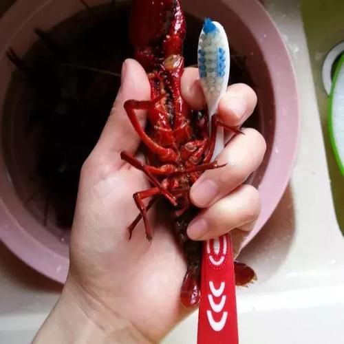 小龙虾买回来后清洗几次,用手捏住虾的肚子和钳子,这样就不会被它的大