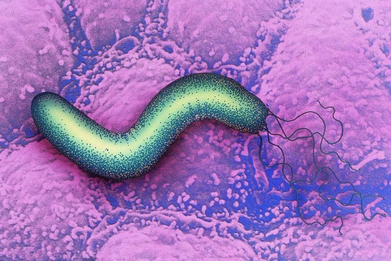 一种食物是“胃溃疡”克星，饭后煮水喝一周修复胃粘膜