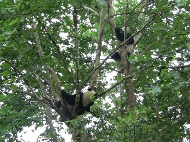 251亩！宜宾大熊猫基地要开修了，国庆前就完工？！