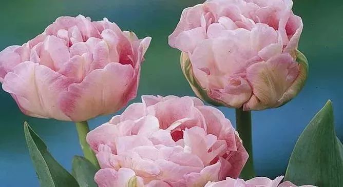 盆栽郁金香花卉的养护技巧,花朵枯萎后要如何