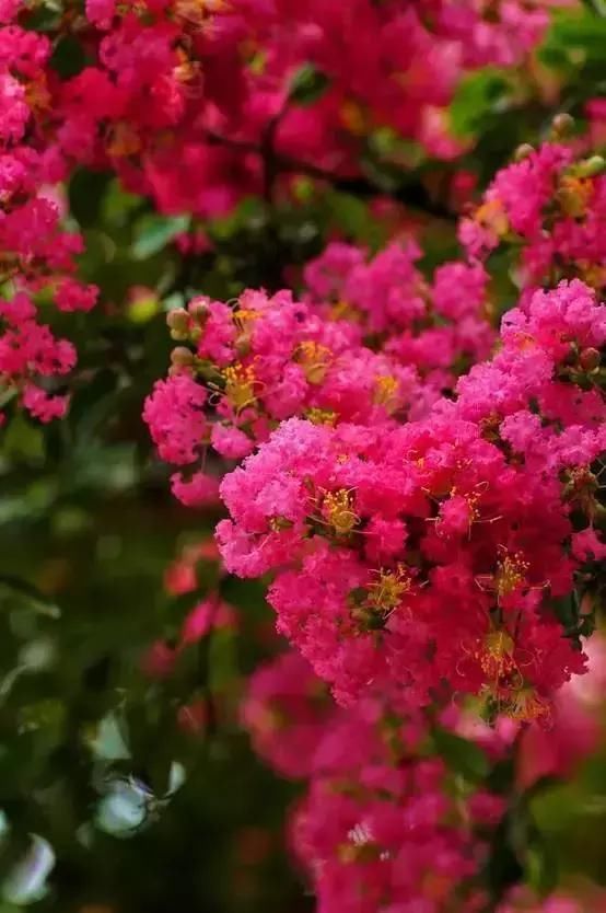 每种花都有特定的花开时间， 掌握这个时间， 为你营造最美的美景