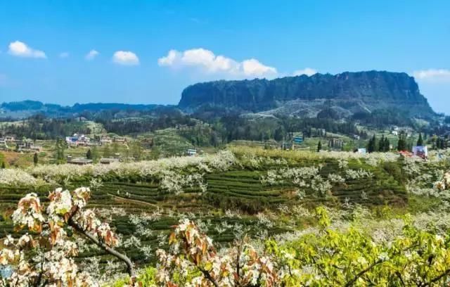 大四川七彩花海要美炸了？最新赏花地图在此，请收好！