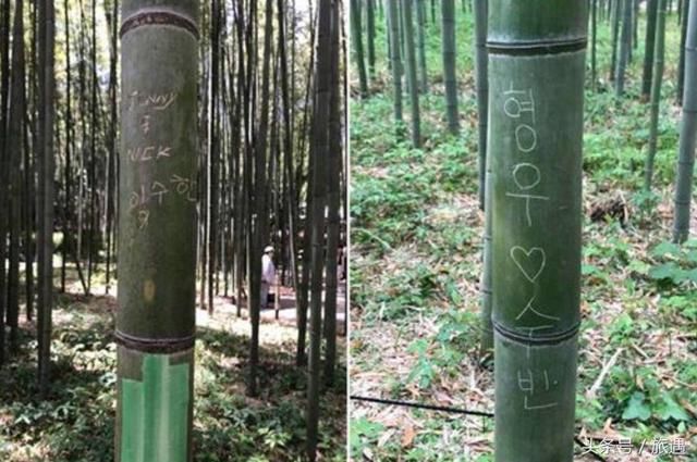 “到此一游”！日本京都岚山竹林遭游客刻字破坏