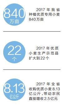 今年河南夏收情况咋样？优质小麦“质”“量”兼优！