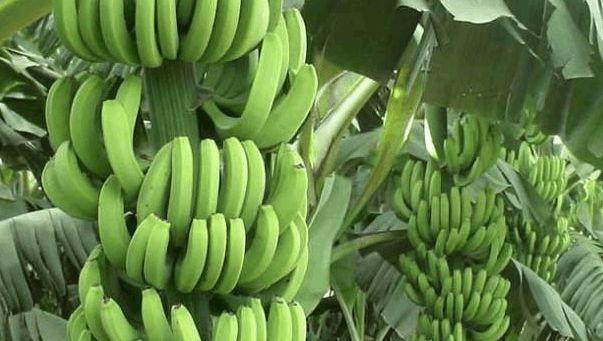 养生香蕉,香蕉和它搭配治疗便秘、咳嗽,但要切
