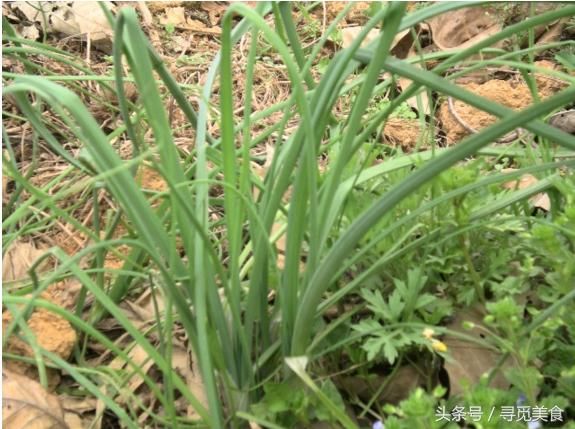 真韭菜你可能吃过，但野韭菜你见过吗？