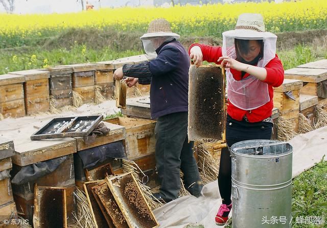 意蜂养殖,如何让意蜂安全越夏,与中蜂有什么不同?