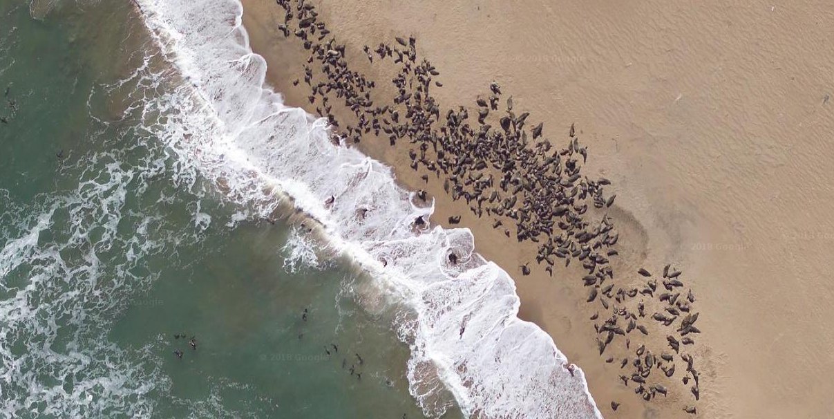 这10张来自谷歌地球的高清照片，飞机坟场、沙滩上的海豹都能看见