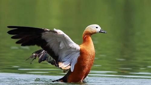 养殖证如何办理