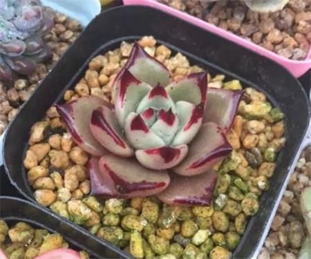 多肉植物 罗密欧 芙蓉雪莲夏季黑腐解决方法和