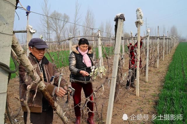 春天农民地边挖野菜 称做菜烧汤吃可香啦