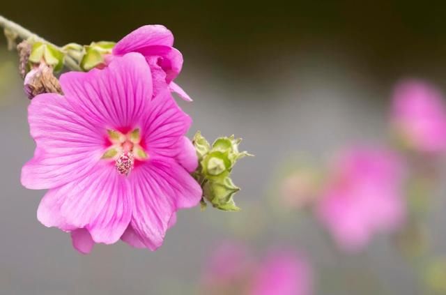 狗年运势上吉三大生肖，春节开门窗接财神，日日横财，夜夜好梦！