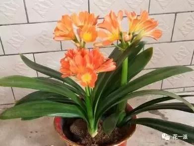 花一派丨机不可失！现在是种君子兰的好时机哦~
